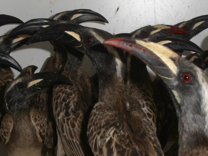 EU stoppade import av vildfångade fåglar, 2007.