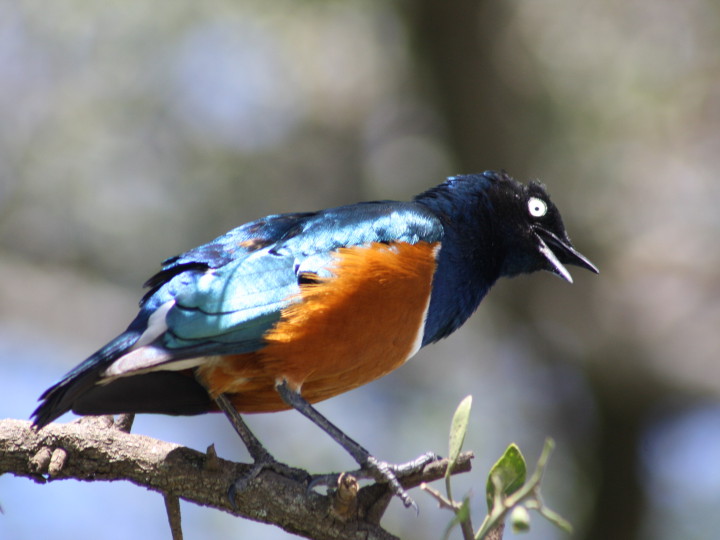 Uppfödning av trefärgad glansstare <em>(Lamprotornis superbus)</em>