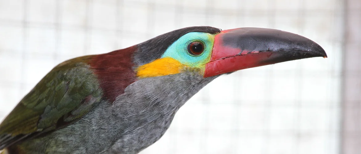 Guyanaarassarihona